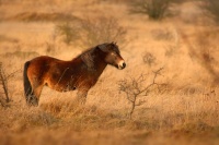 Kun divoky - Equus ferus - Exmoor Pony 6089